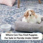 Where-Can-You-Find-Puppies-For-Sale-in-Florida-Under-500-template