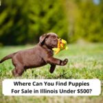 Where-Can-You-Find-Puppies-For-Sale-in-Illinois-Under-500-template