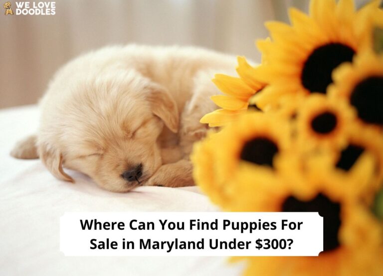 Where-Can-You-Find-Puppies-For-Sale-in-Maryland-Under-300-template