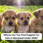 Where-Can-You-Find-Puppies-For-Sale-in-Maryland-Under-500-template
