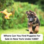Where-Can-You-Find-Puppies-For-Sale-in-New-York-Under-300-template