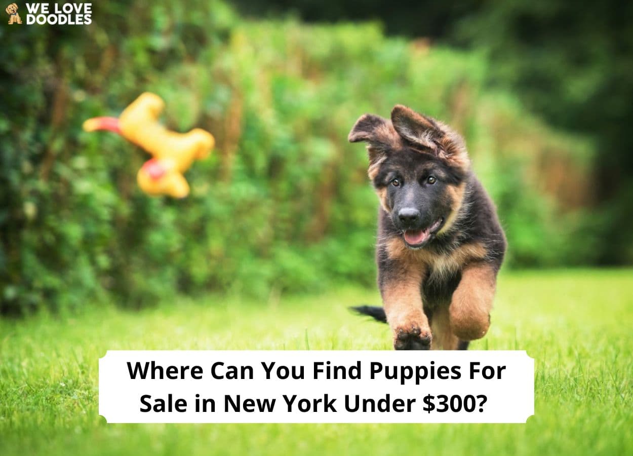 Dogs under 300 store dollars near me