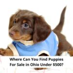 Where-Can-You-Find-Puppies-For-Sale-in-Ohio-Under-500-template