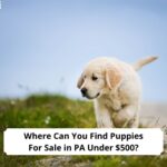 Where-Can-You-Find-Puppies-For-Sale-in-PA-Under-500-template