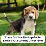 Where-Can-You-Find-Puppies-For-Sale-in-South-Carolina-Under-300-template