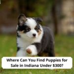 Where-Can-You-Find-Puppies-for-Sale-in-Indiana-Under-300-template