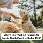 Where-Can-You-Find-Puppies-for-Sale-in-Michigan-Under-300-template