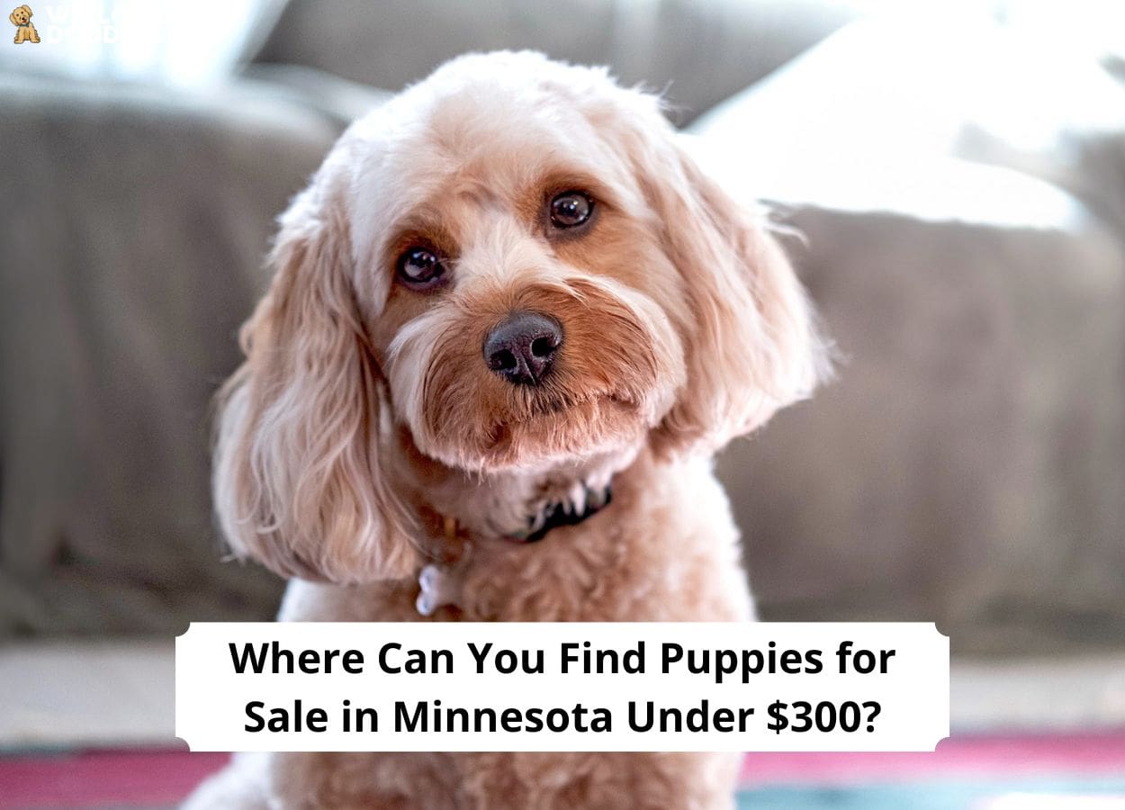 Puppies under $300 near 2024 me