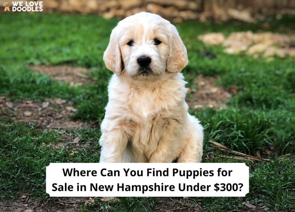 Where Can You Find Puppies For Sale In New Hampshire Under 300 where-can-you-find-puppies-for-sale-in-new-hampshire-under-300