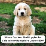 Where-Can-You-Find-Puppies-for-Sale-in-New-Hampshire-Under-300-template