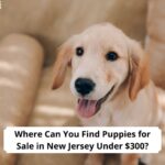 Where-Can-You-Find-Puppies-for-Sale-in-New-Jersey-Under-300-template