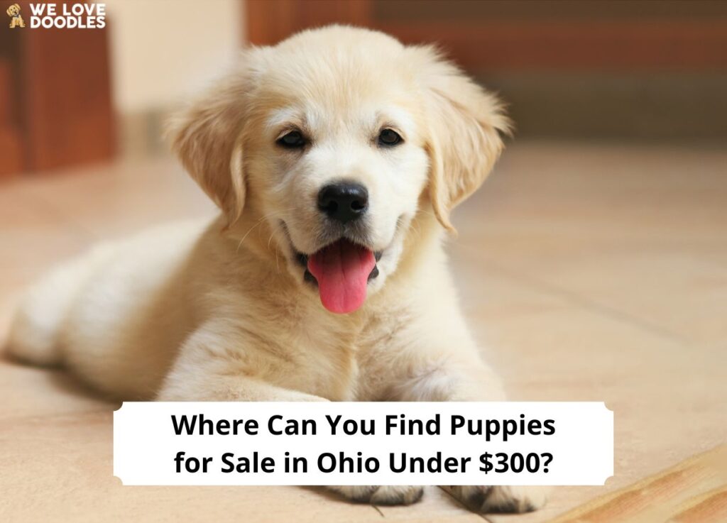 Where-Can-You-Find-Puppies-for-Sale-in-Ohio-Under-300-template