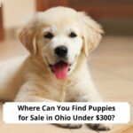 Where-Can-You-Find-Puppies-for-Sale-in-Ohio-Under-300-template
