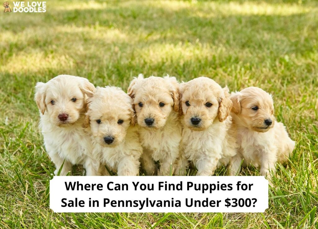 Where-Can-You-Find-Puppies-for-Sale-in-Pennsylvania-Under-300-template