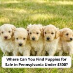 Where-Can-You-Find-Puppies-for-Sale-in-Pennsylvania-Under-300-template