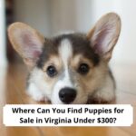 Where-Can-You-Find-Puppies-for-Sale-in-Virginia-Under-300-template