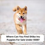 Where-Can-You-Find-Shiba-Inu-Puppies-For-Sale-Unde-500-template