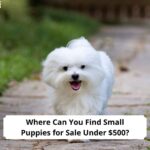 Where-Can-You-Find-Small-Puppies-for-Sale-Under-500-template