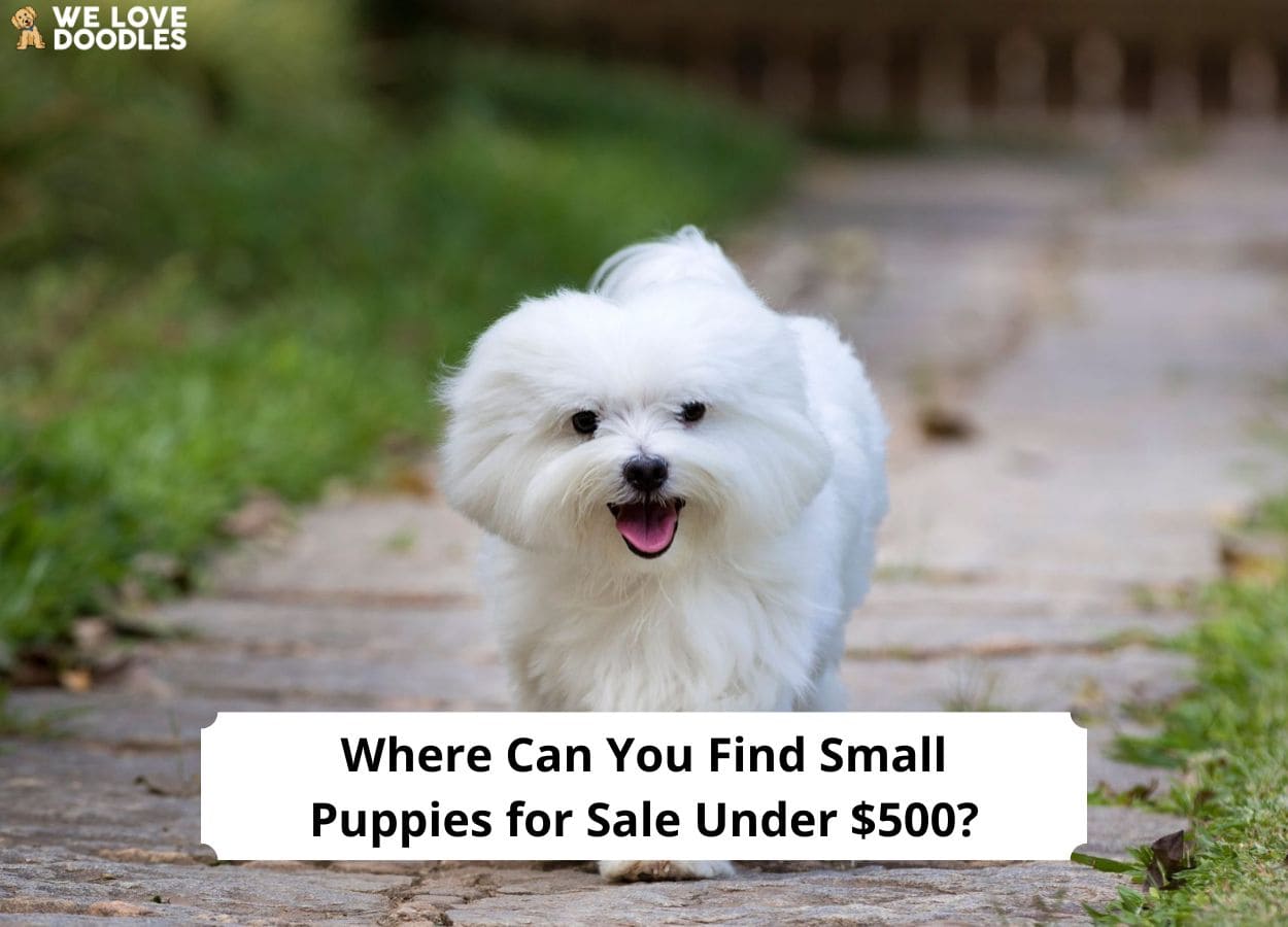 where-can-you-find-small-puppies-for-sale-under-500-2023-we-love