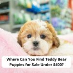 Where-Can-You-Find-Teddy-Bear-Puppies-for-Sale-Under-400-template