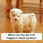 Where-Can-You-Get-Free-Puppies-in-South-Carolina-template