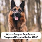 Where-Can-you-Buy-German-Shepherd-Puppies-Under-200-template