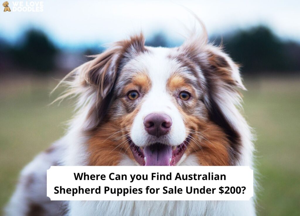 Where-Can-you-Find-Australian-Shepherd-Puppies-for-Sale-Under-200-template