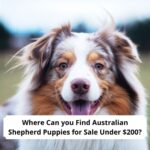 Where-Can-you-Find-Australian-Shepherd-Puppies-for-Sale-Under-200-template