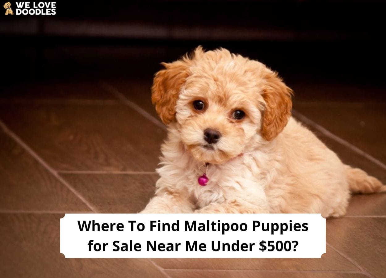 Maltipoo $500 hot sale