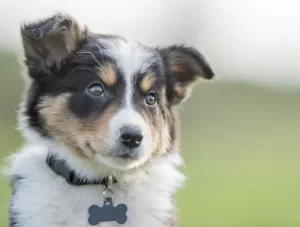 Where can you find Australian shepherd puppies for sale under $200 - 1600