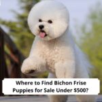 Where-to-Find-Bichon-Frise-Puppies-for-Sale-Under-500-template