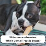 Whimzees-vs-Greenies-Which-Dental-Treat-is-Better-template