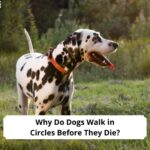 Why-Do-Dogs-Walk-in-Circles-Before-They-Die-template