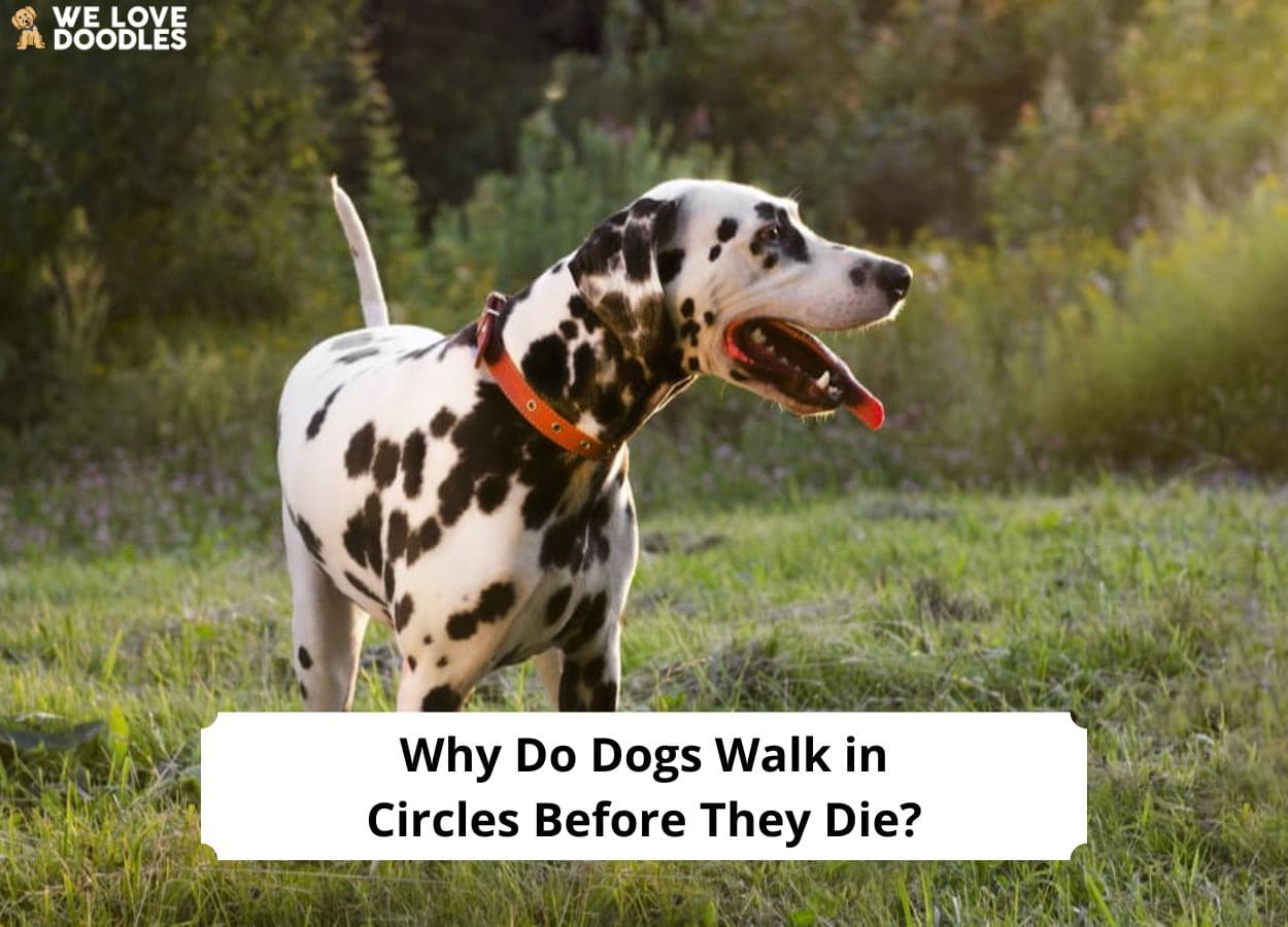 why do old dogs walk around in circles