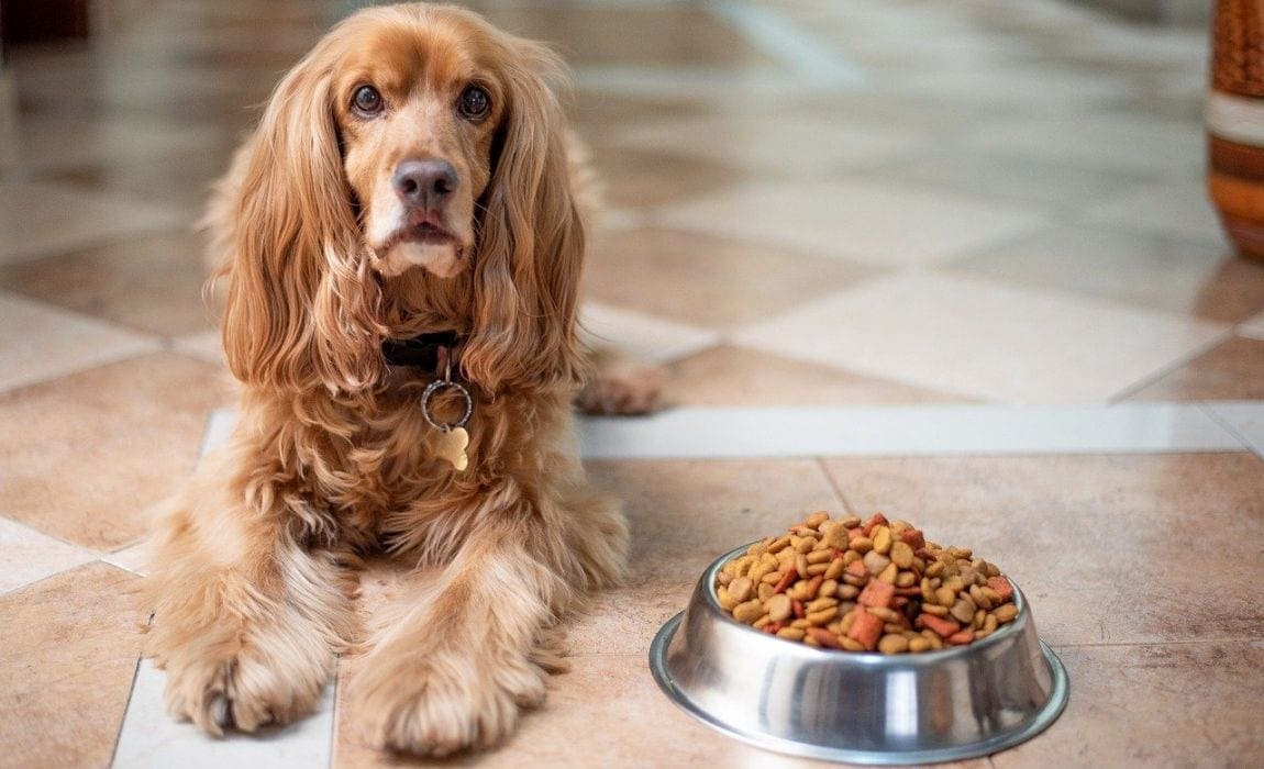 Why Does My Dog Spit Out Their Food? Common Causes and Tips!