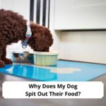 Why-Does-My-Dog-Spit-Out-Their-Food-template