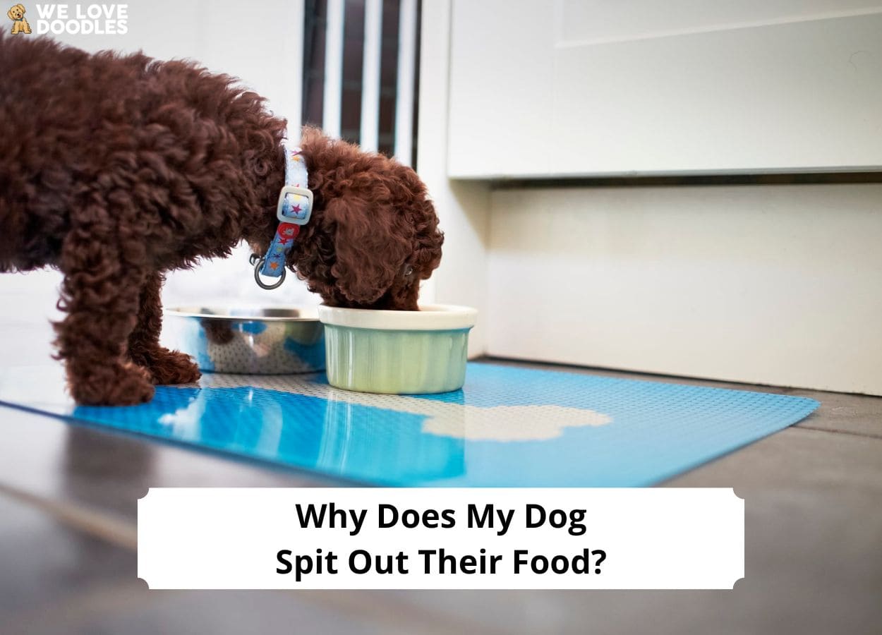Why Does My Dog Spit Out Their Food? Common Causes and Tips!