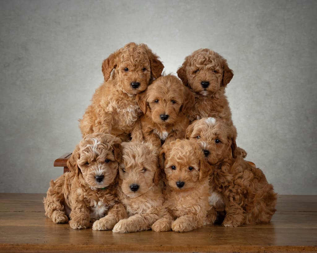 Micro Goldendoodle Puppies For Sale Top 6 Breeders! (2023) We Love