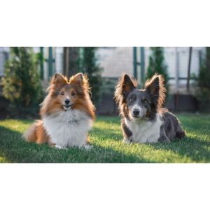 Are-Shelties-And-Rough-Collies-Related