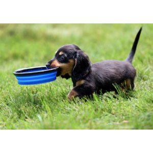 Best-Places-to-Find-Healthy-Puppies-Under-900