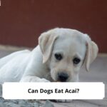 Can-Dogs-Eat-Acai-template