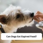 Can Dogs Eat Expired Food-template