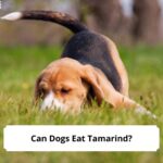 Can-Dogs-Eat-Tamarind-template