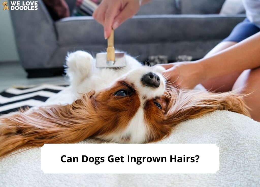 Can Dogs Get Ingrown Hairs? (A Complete Guide) (2023) - We Love Doodles