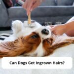 Can-Dogs-Get-Ingrown-Hairs-template