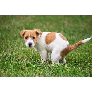 Colors-of-Dog-Urine-Throughout-the-Day