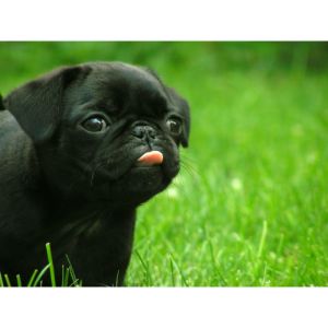 Conclusion-For-Where-Can-You-Find-Puppies-for-Sale-in-CT-Under-500