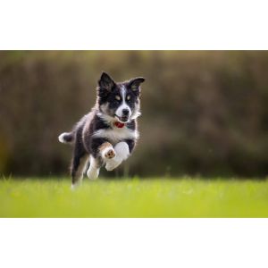 Hope-For-Life-Rescue