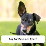 Dog-Ear-Positions-Chart