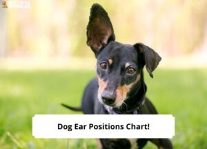 Dog Ear Positions Chart: Understanding Your Dog's Ears! (2024) - We